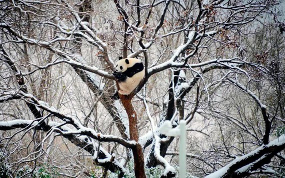 Bắc Kinh trải qua đợt lạnh nhất 70 năm, trong khi người Canada đón một Giáng sinh không có tuyết