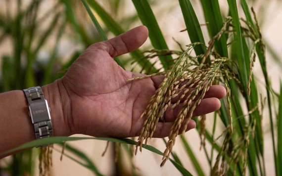 Philippines gia hạn cắt giảm thuế nhập khẩu gạo để chống lạm phát