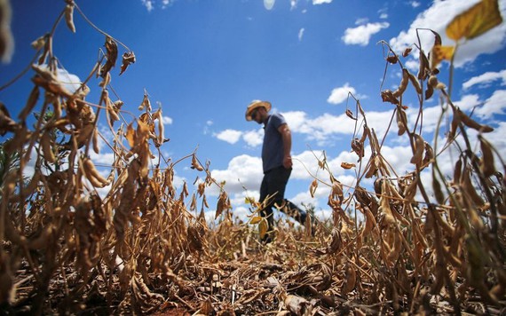 Nông dân Mỹ lên kế hoạch trồng đậu tương lớn vào năm 2024