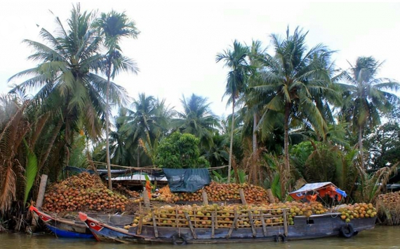 Nhà vườn Bến Tre thua lỗ vì giá dừa khô giảm sâu