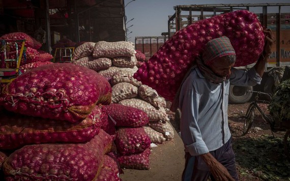 Thiếu hụt hành tây đe dọa một chương mới trong cuộc khủng hoảng lương thực toàn cầu