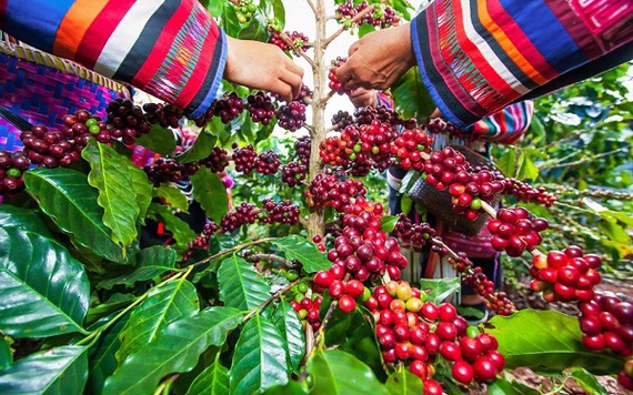 Việt Nam xuất khẩu 160.000 tấn cà phê trong tháng đầu tiên của năm 2023