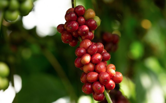 Thị trường nông sản 14/3: Giá cà phê, hồ tiêu không có nhiều biến động