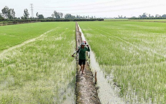 Truyền thông nước ngoài ấn tượng với cách nông dân Việt Nam giảm khí gây hiệu ứng nhà kính