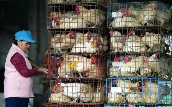 Đài Loan nhập 50.000 con gà mái giải quyết tình trạng thiếu trứng trầm trọng
