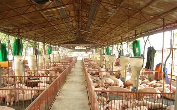 Hàng ngàn trại chăn nuôi tại Đồng Nai phải di chuyển gấp