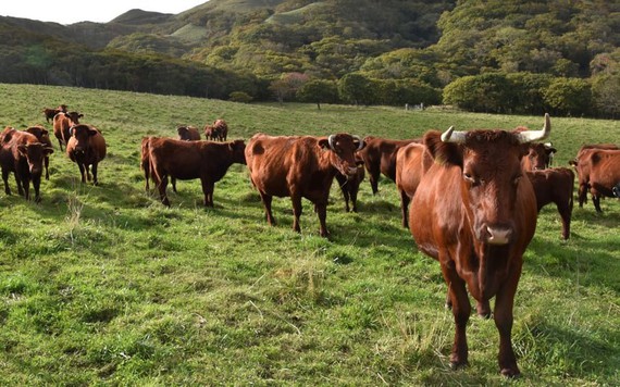 Vinamilk dự kiến đưa ra thị trường thịt bò tự nuôi từ năm 2024
