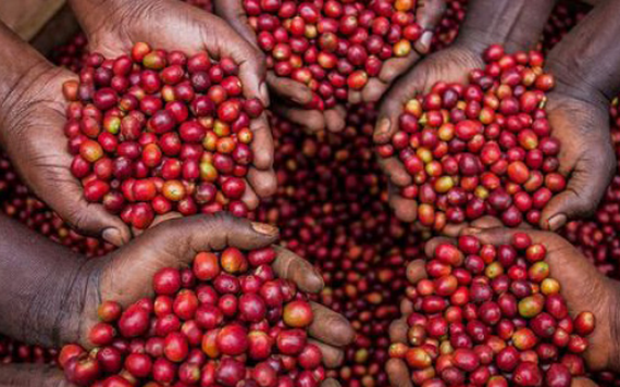 Dự báo tốc độ tăng giá cà phê thế giới sẽ chậm lại
