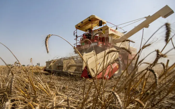 Thiếu gạo toàn cầu sẽ ở mức lớn nhất trong 20 năm