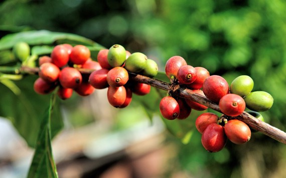 Thị trường nông sản 5/4: Giá cà phê thế giới sẽ tăng do thâm hụt kỷ lục?