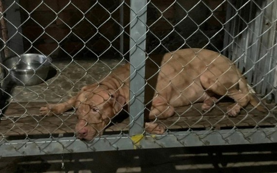 Chó Pitbull cắn tử vong cụ bà 82 tuổi ở Bình Dương