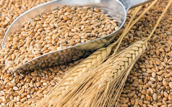 Lúa mì tăng 5%, thị trường nông sản hồi phục mạnh
