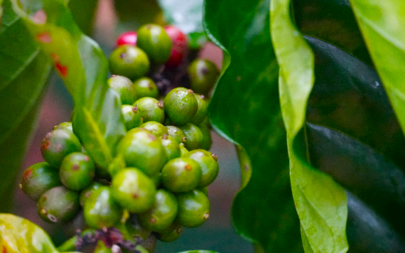 Xuất khẩu cà phê Việt Nam giảm 2,2% trong 5 tháng đầu năm 2023