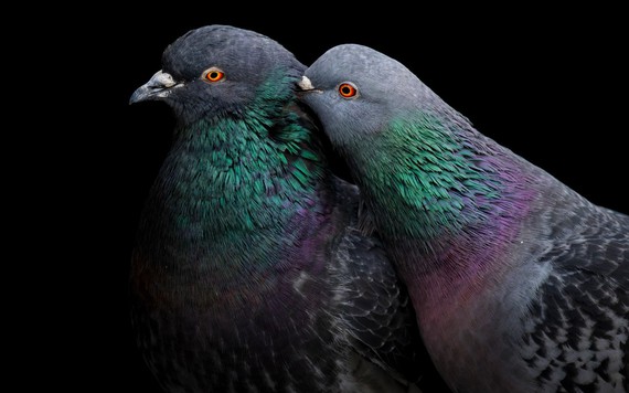 Những bức ảnh tuyệt đẹp về loài chim đạt giải thưởng Audubon