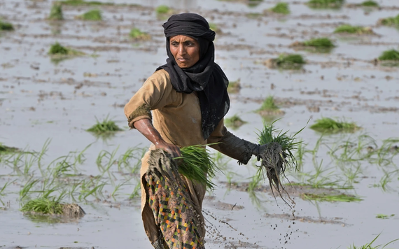 Nguồn cung lương thực toàn cầu vẫn gặp rủi do El Nino