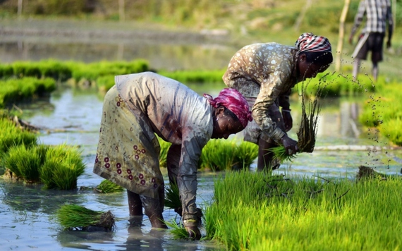 An ninh lương thực của Ấn Độ đang bị bóp nghẹt bởi biến đổi khí hậu