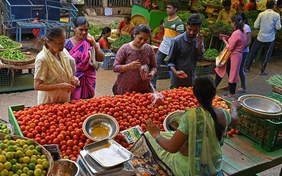Giá cà chua ở Ấn Độ tăng cao, đắt hơn cả xăng