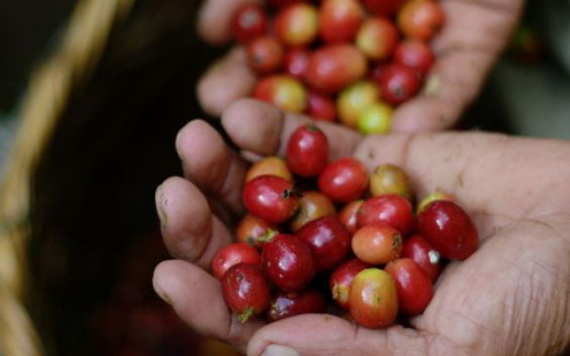 Việt Nam xuất khẩu cà phê cao kỷ lục trong tháng 7/2023