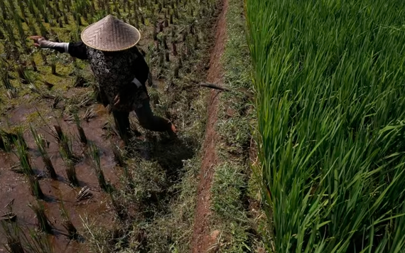 Indonesia chuẩn bị 500.000 ha trồng lúa để đảm bảo dự trữ gạo trước hạn hán kéo dài
