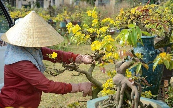 Nhà vườn lo lỗ tiền tỷ vì mai, đào nở trước Tết