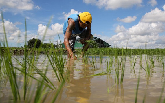 Philippines nỗ lực hạ giá gạo dù nguồn cung dồi dào