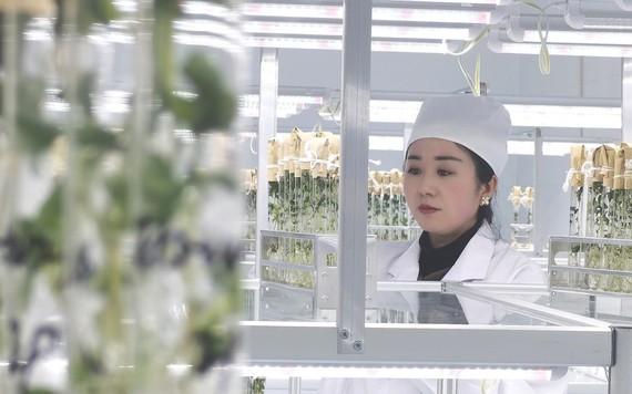 Ngành hạt giống 'Kỷ nguyên Công nghiệp 3.0' của Trung Quốc bị phương Tây bỏ lại phía sau