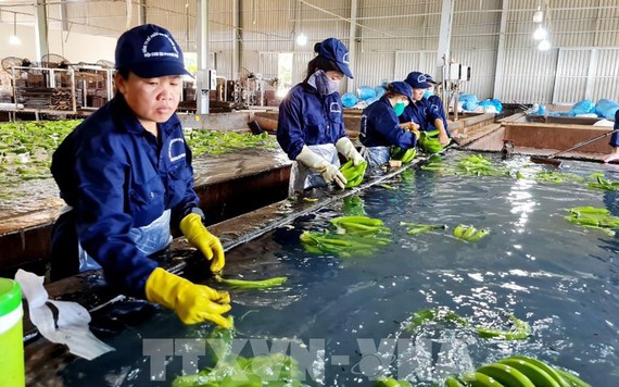 Nhiều dư địa cho xuất khẩu rau, quả Việt Nam tại thị trường châu Á