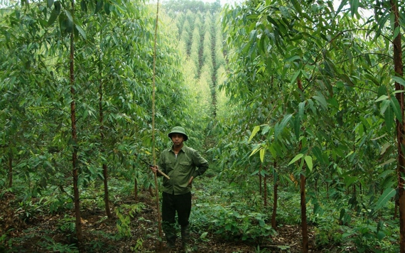 Việt Nam nhận 51,5 triệu USD từ WB cho giảm phát thải thông qua bảo tồn rừng