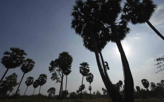 Mồ hôi đắng chát với nghề làm đường thốt nốt của người dân Campuchia