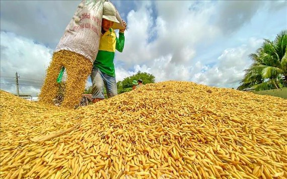 Thị trường nông sản: Tín hiệu vui khi giá lúa đã tăng trở lại