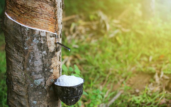 Giá cao su hôm nay 7/3: Tăng nhẹ trên sàn châu Á