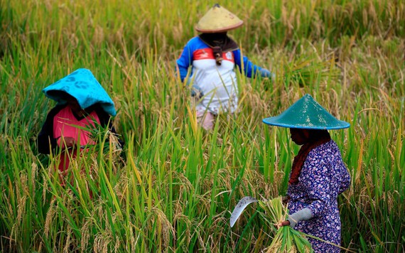 Khi El Nino tàn phá, người dân Indonesia chật vật với giá gạo cao kỷ lục