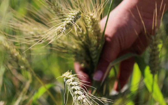Trung Quốc liên tục hủy các đơn hàng từ Mỹ, Úc... khiến giá lúa mì giảm sâu