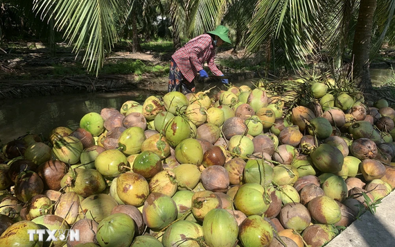 Nắng nóng kéo dài, giá dừa tươi tăng gần gấp 3 lần