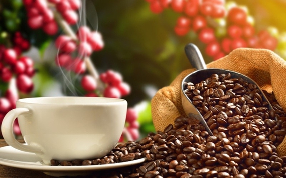 Cà phê Arabica gần đạt mức cao nhất trong hai năm