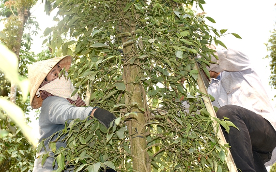 Thị trường hàng hóa 24/9: Giá tiêu tăng mạnh, dầu thô đi xuống