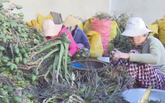 Thương lái Trung Quốc ngừng mua cau non, nông dân lỗ hàng tỉ đồng