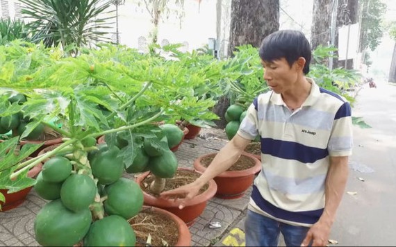 Đu đủ bonsai tiền triệu bày bán ở Sài Gòn