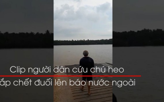 Clip người dân cứu chú heo sắp chết đuối lên báo nước ngoài