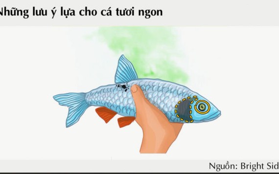 Mẹo nhỏ giúp bạn chọn cá tươi ngon khi đi chợ