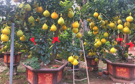Bưởi Diễn bonsai “đổ bộ” Sài Gòn đón Tết Canh Tý 2020