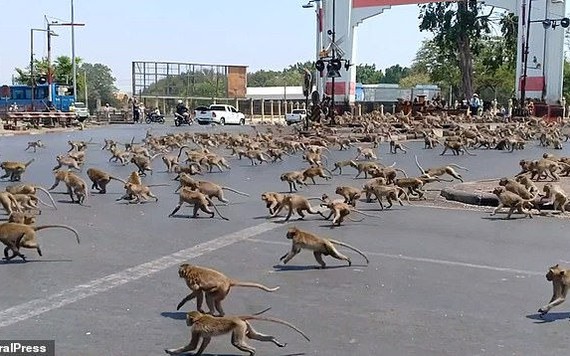 Đàn khỉ hỗn chiến tranh thức ăn trên phố vì dịch COVID-19