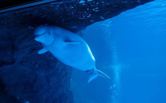 Cận cảnh quá trình cá voi trắng sinh con trong thủy cung
