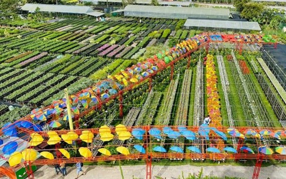 Làng hoa lớn nhất Đồng bằng sông Cửu Long chuẩn bị hàng phục vụ Tết