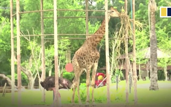 Vườn thú Thái Lan cho động vật nghe nhạc sống để thư giãn do vắng khách