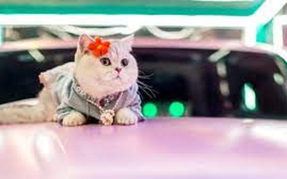 Mèo cưng ''gây bão' tại triển lãm ô tô Trung Quốc