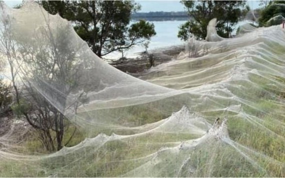 Đáng sợ cảnh hàng triệu con nhện giăng tơ kín mặt đất